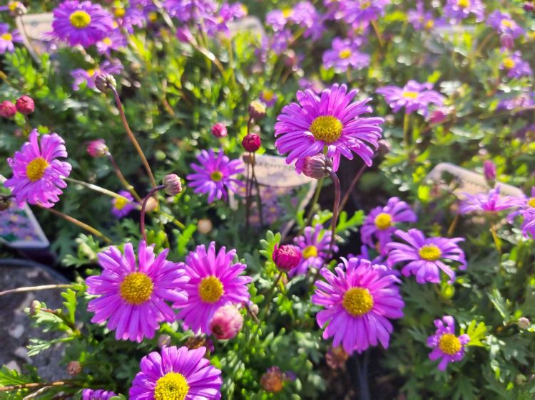 Picture of Brachyscome angustifolia Fresco Candy