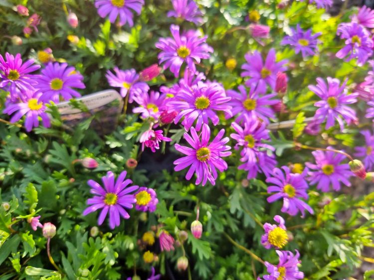 Picture of Brachyscome angustifolia Fresco Candy