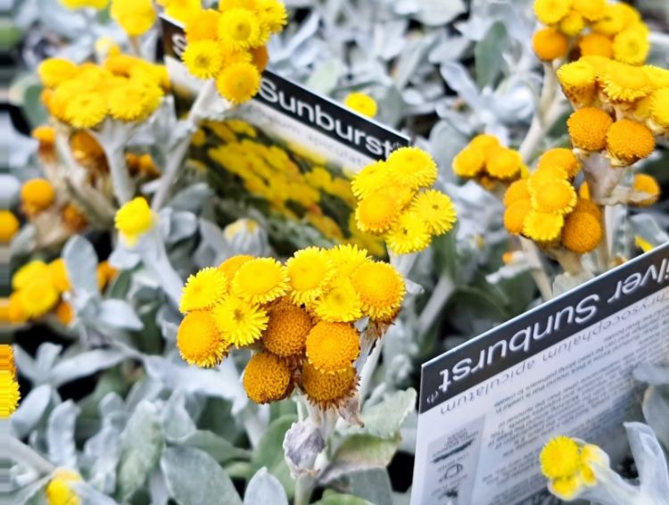 Picture of Chrysocephalum apiculatum Silver Sunburst