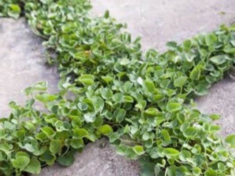Picture of Dichondra repens