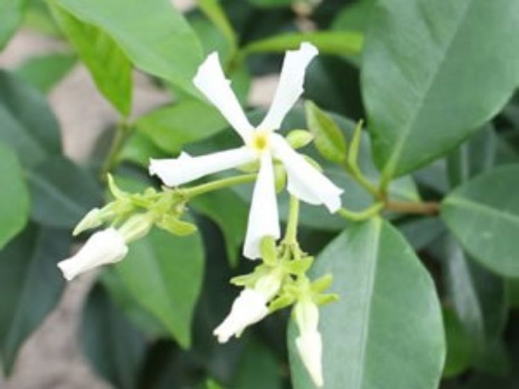 Picture of Trachelospermum asiaticum Flat Mat PBR