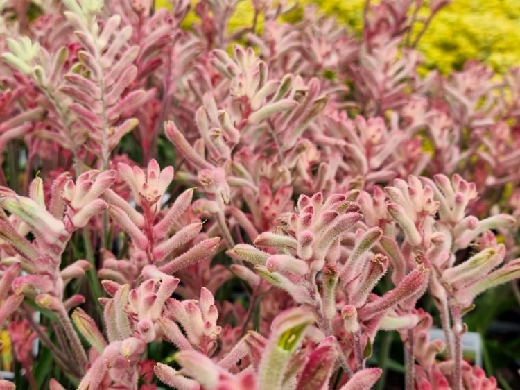 Picture of Anigozanthos hybrida Bush Crystal
