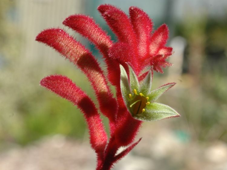 Picture of Anigozanthos hybrida Bush Crystal