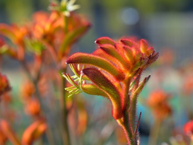Picture of Anigozanthos hybrida Bush Glow