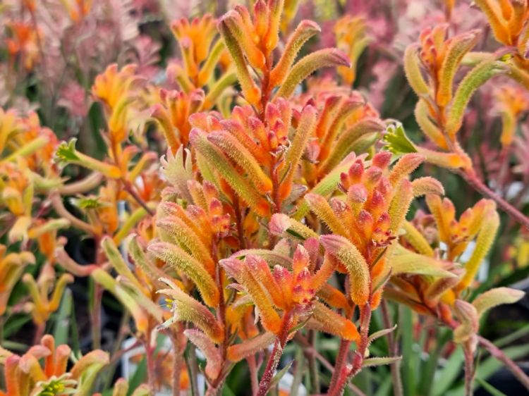 Picture of Anigozanthos hybrida Bush Glow