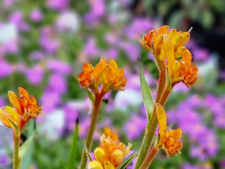 Picture of Anigozanthos hybrida Bush Glow