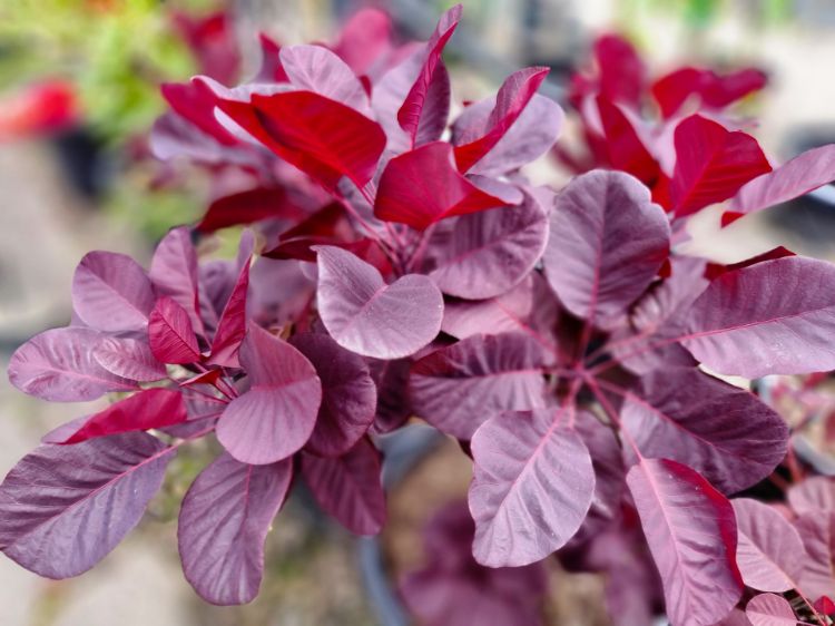 Picture of Cotinus coggygria Royal Purple