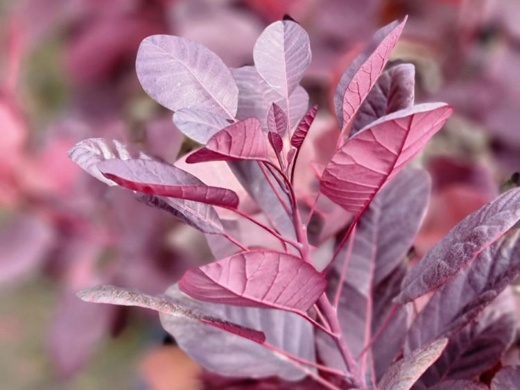 Picture of Cotinus coggygria Royal Purple