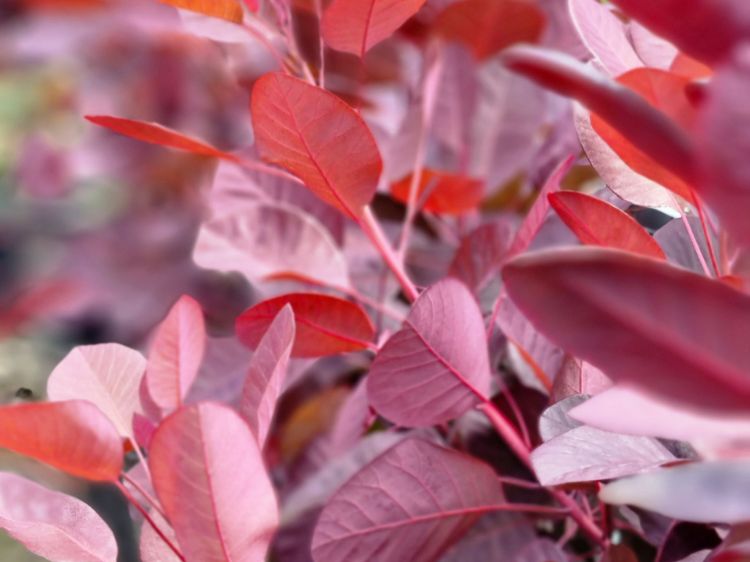 Picture of Cotinus coggygria Royal Purple