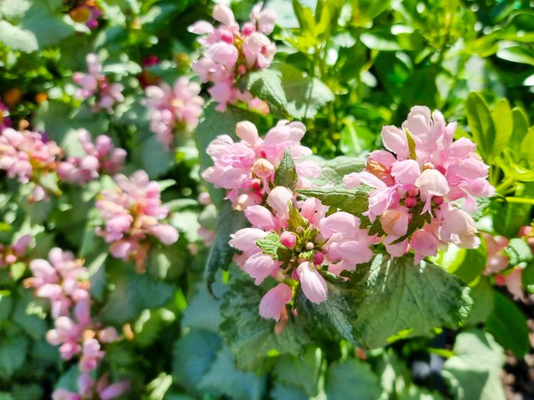 Picture of Lamium maculalum Marshmallow