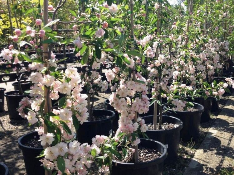 Picture of Malus ioensis Plena