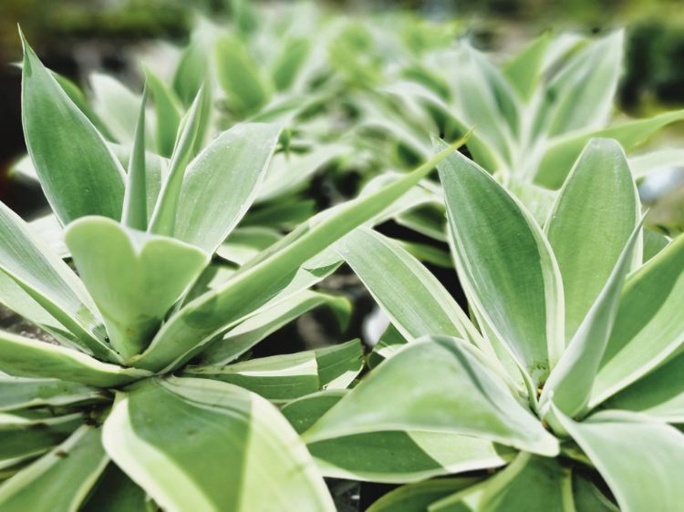 Picture of Agave attenuata Silver Trim