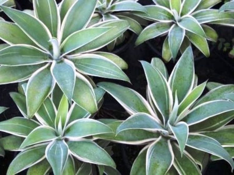 Picture of Agave attenuata Silver Trim
