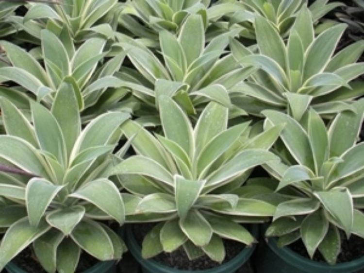 Picture of Agave attenuata Silver Trim