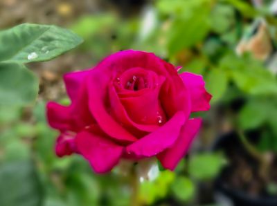 Picture of Rosa Big Purple