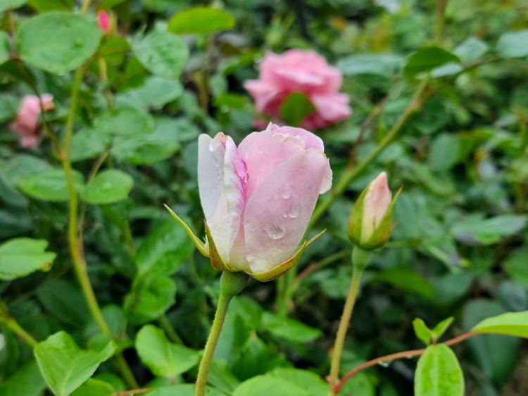 Picture of Rosa Blushing Pink Iceberg