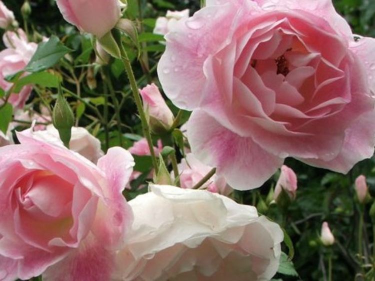 Picture of Rosa Blushing Pink Iceberg