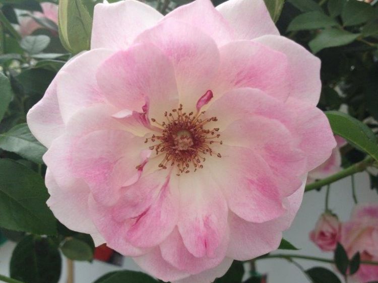 Picture of Rosa Blushing Pink Iceberg