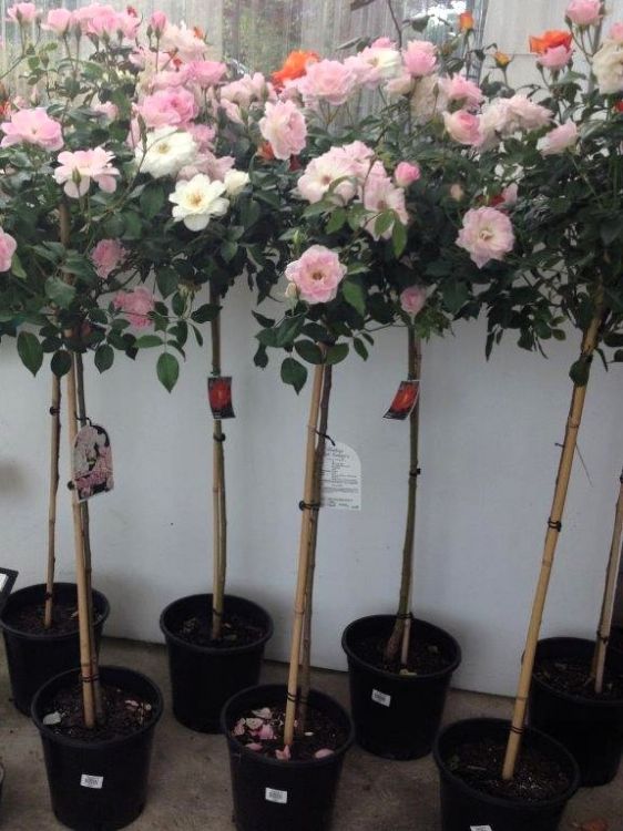 Picture of Rosa Blushing Pink Iceberg