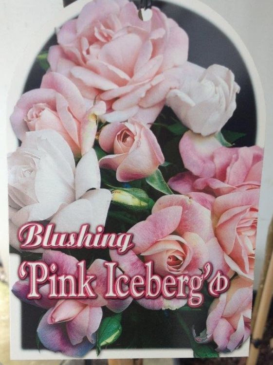 Picture of Rosa Blushing Pink Iceberg