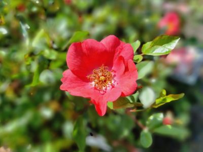Picture of Rosa hybrida Meidiland Coral