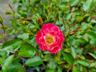 Picture of Rosa hybrida Meidiland Fuchsia