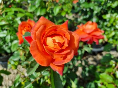 Rosa Mandarin Ice. Common name - Floribunda Rose