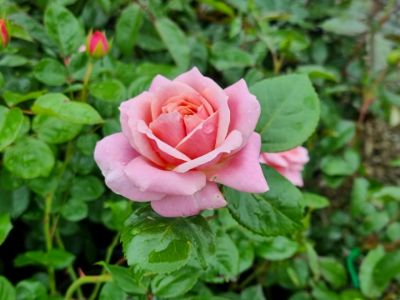 Picture of Rosa Miss Unique