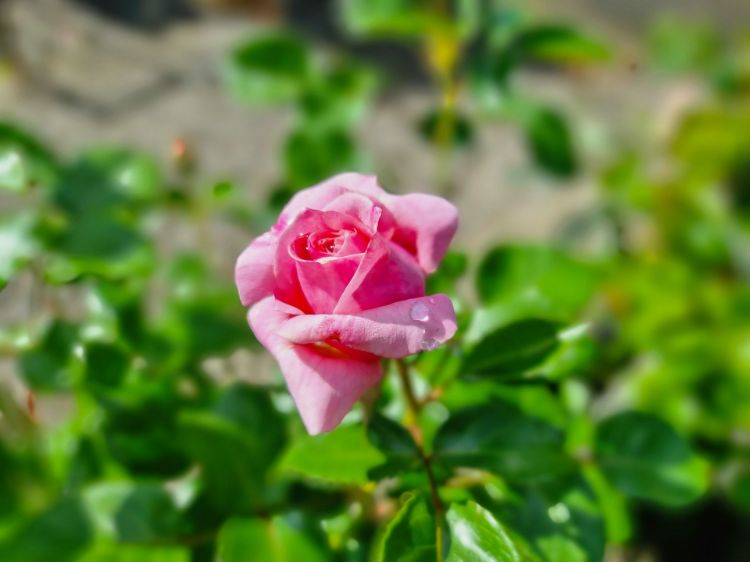 Picture of Rosa Miss Unique
