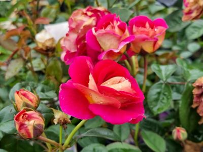 Rosa No Surrender. Common name - Floribunda Rose