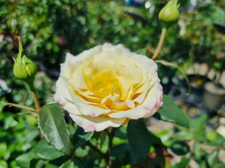 Picture of Rosa Sunny Sky