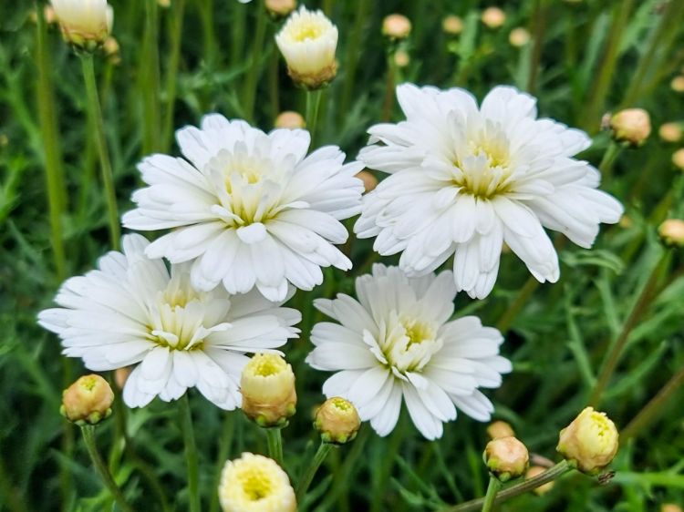 Picture of Argyranthemum frutescens Super Duper