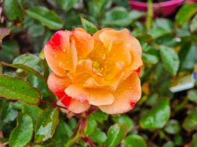 Picture of Rosa Flower Carpet Amber