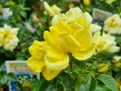 Picture of Rosa Flower Carpet Gold