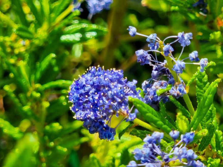 Picture of Ceanothus hybrida Blue Pacific