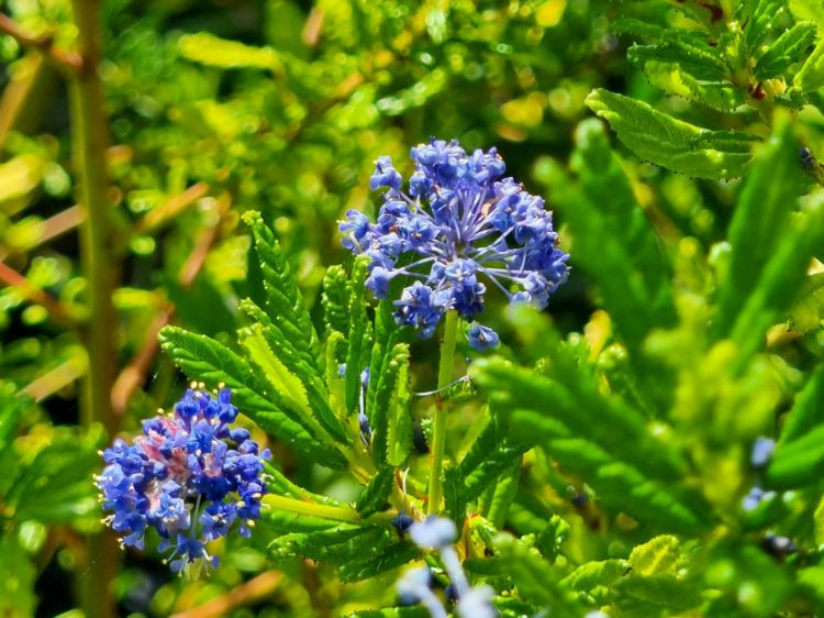 Picture of Ceanothus hybrida Blue Pacific