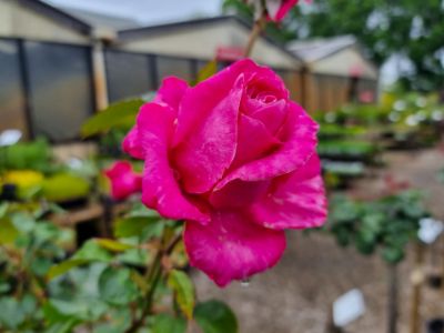 Picture of Rosa Peter Frankenfeld