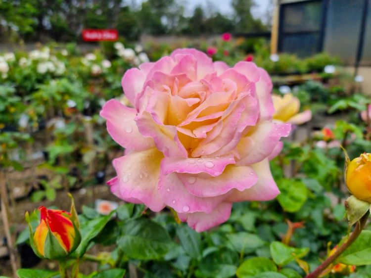 Picture of Rosa Peace