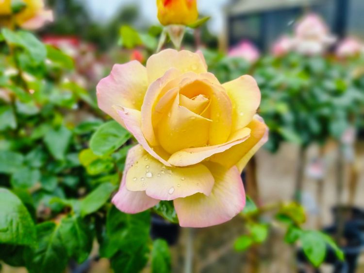 Picture of Rosa Peace