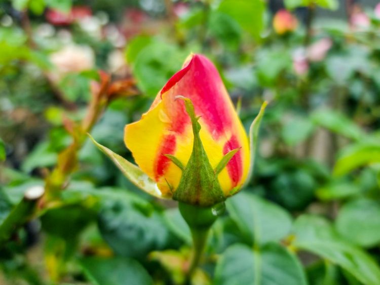 Picture of Rosa Peace