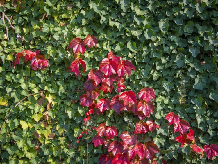 Picture of Parthenocissus tricuspidata