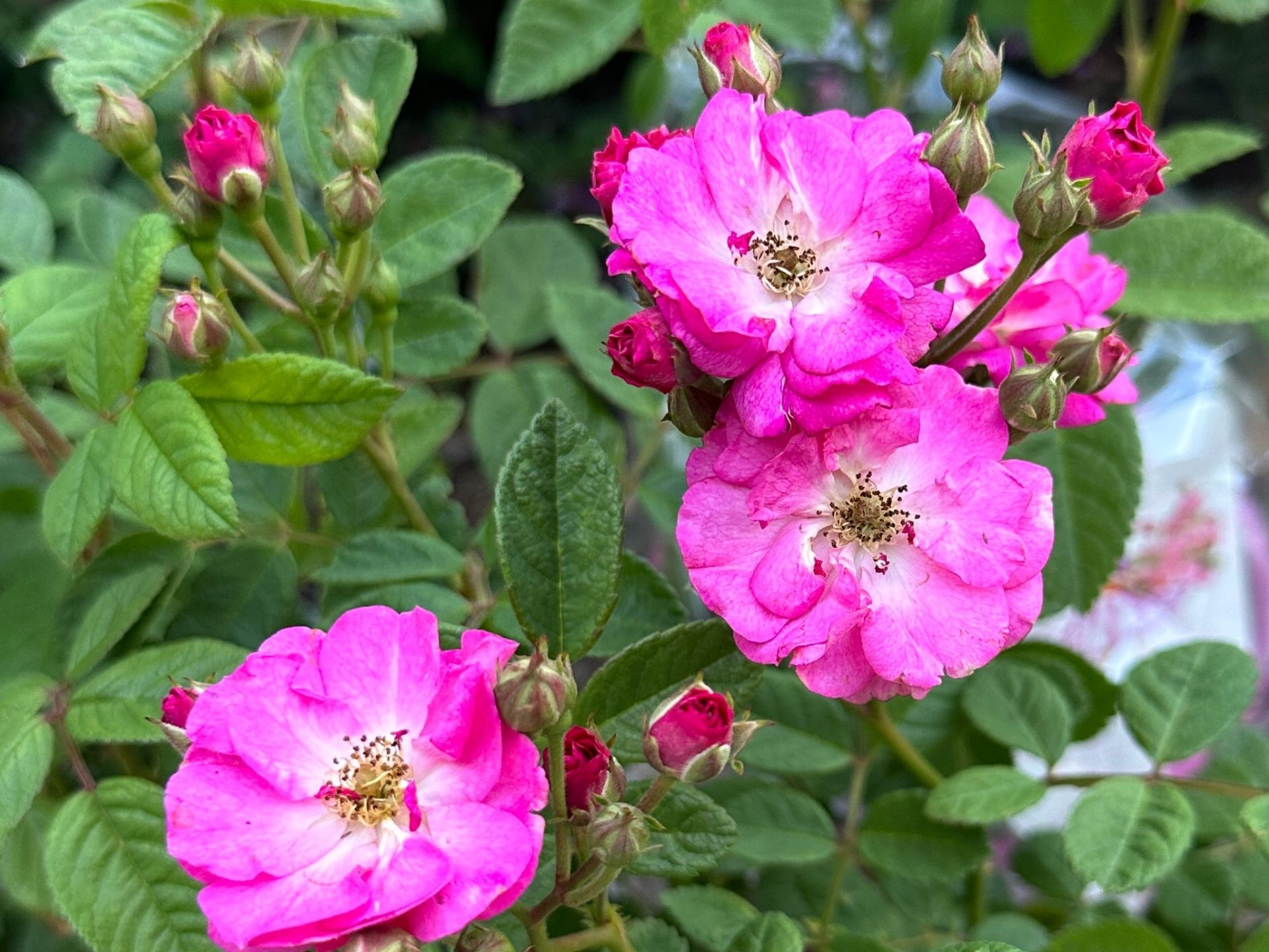 Rosa That Pretty Little Pink Thing | Wholesale Nursery - Nurseries in ...