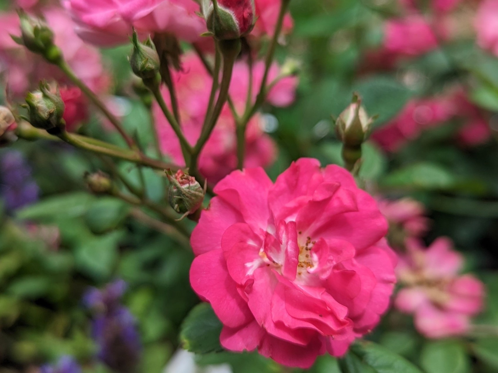 Rosa That Pretty Little Pink Thing | Wholesale Nursery - Nurseries in ...