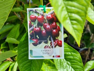 Picture of Prunus avium Stella