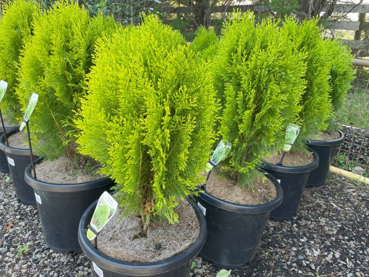 Picture of Thuja orientalis Nana Aurea