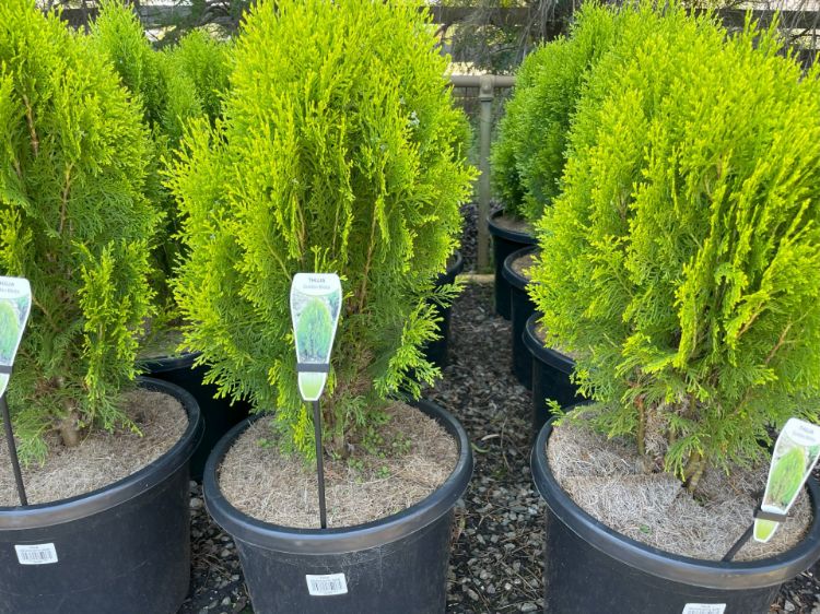 Picture of Thuja orientalis Nana Aurea