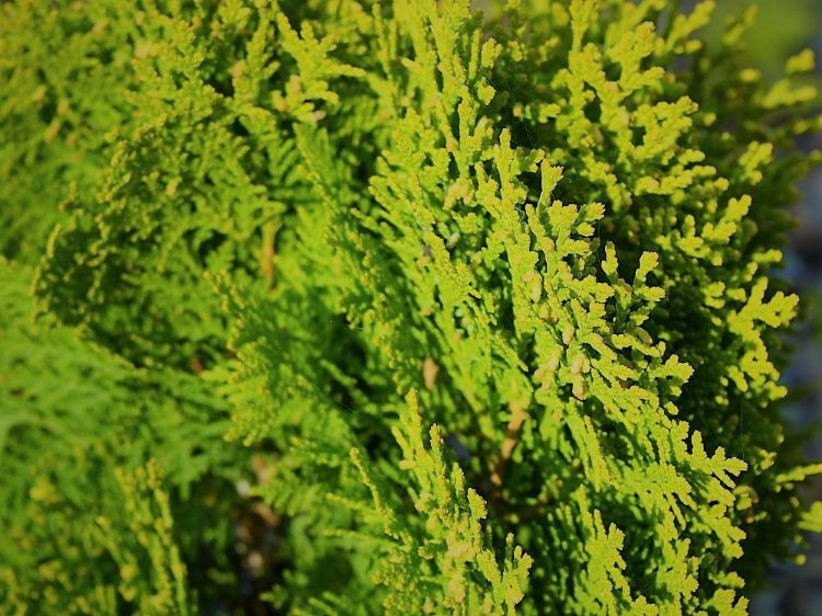 Picture of Thuja orientalis Nana Aurea