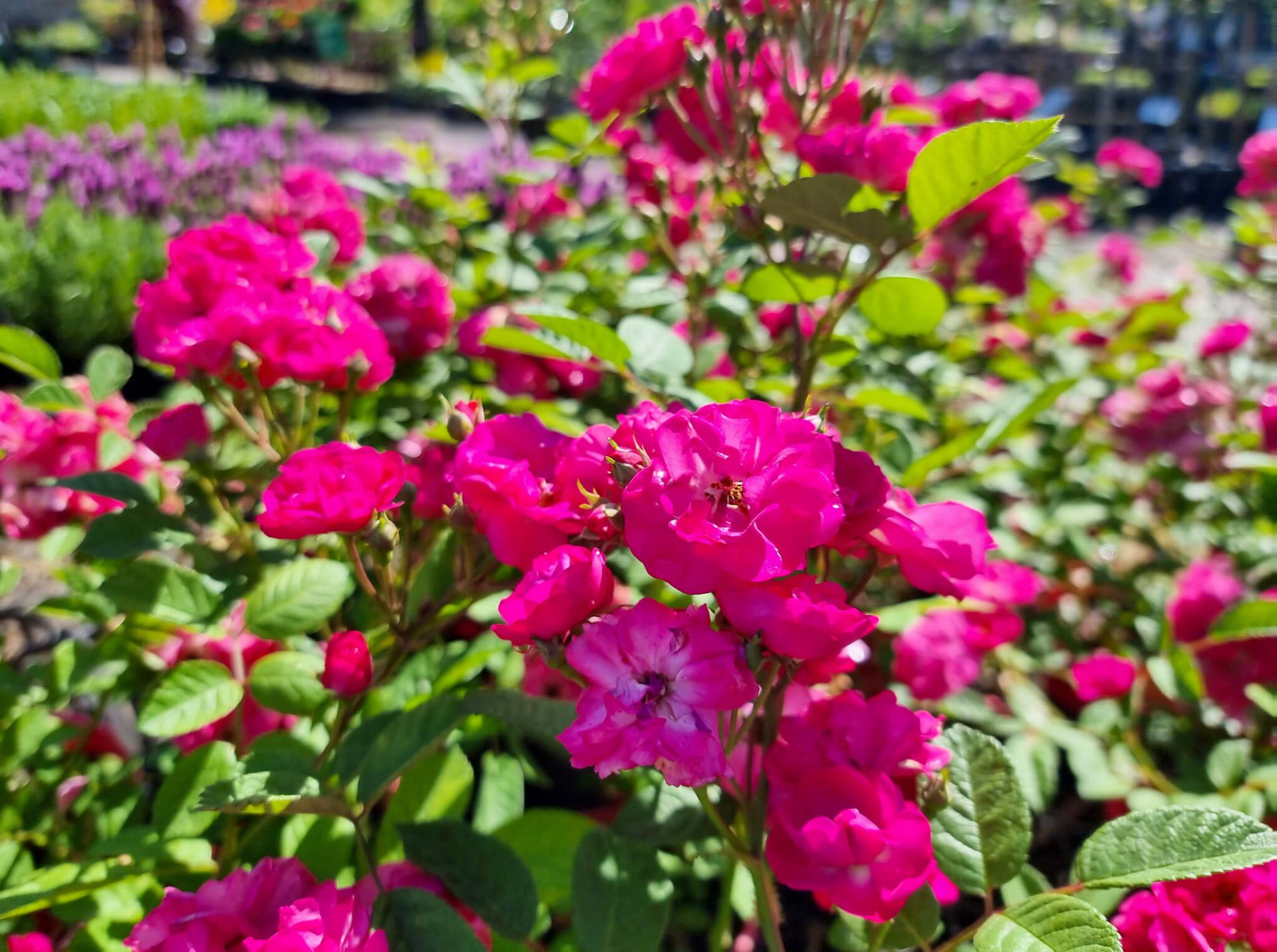 Rosa That Pretty Little Pink Thing | Wholesale Nursery - Nurseries in ...