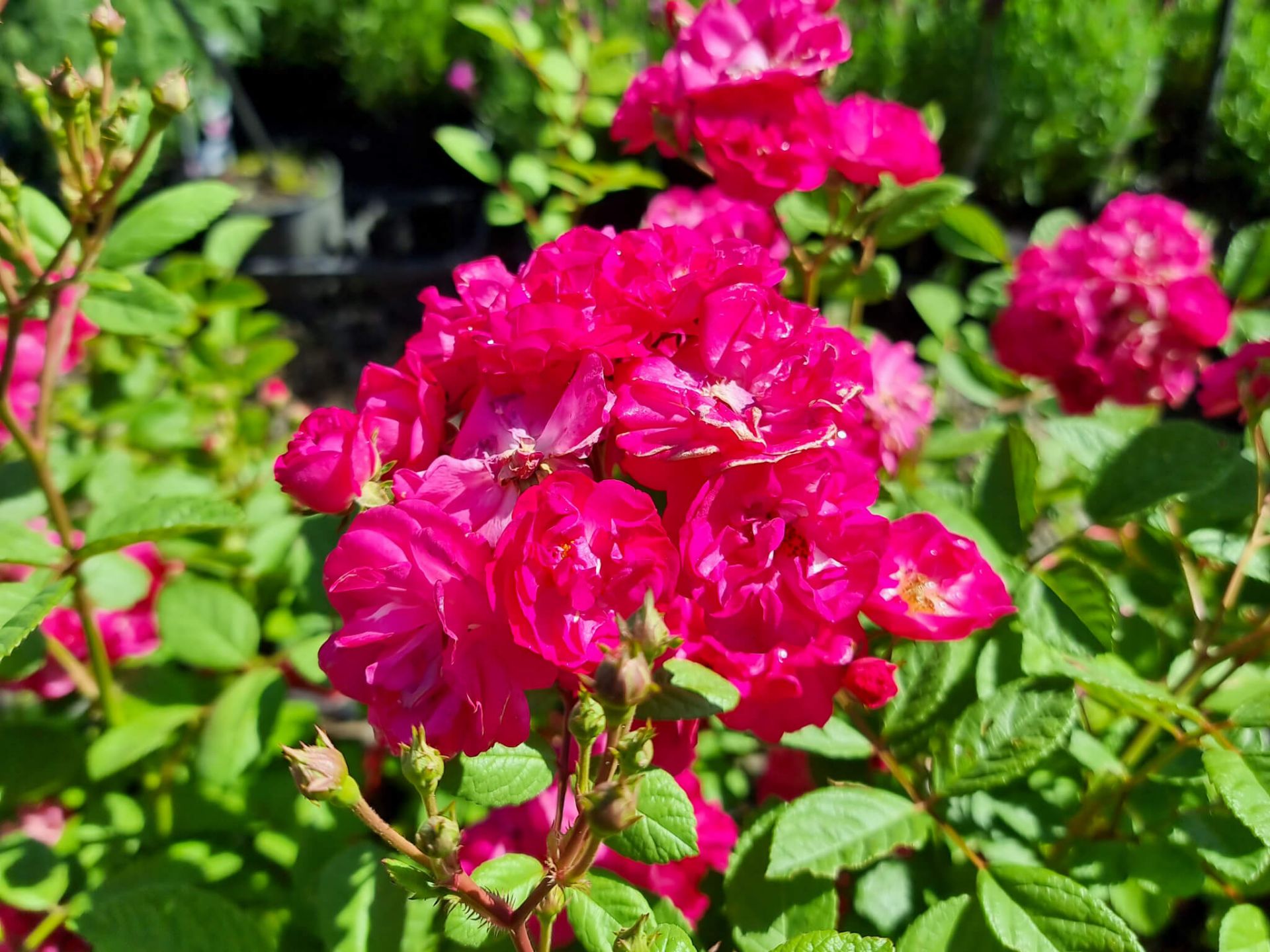 Rosa That Pretty Little Pink Thing | Wholesale Nursery - Nurseries in ...
