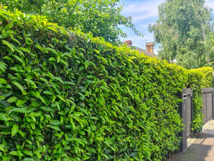 Picture of Prunus lusitanica